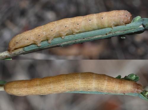 Réf. 348 638 : Hecatera dysodea